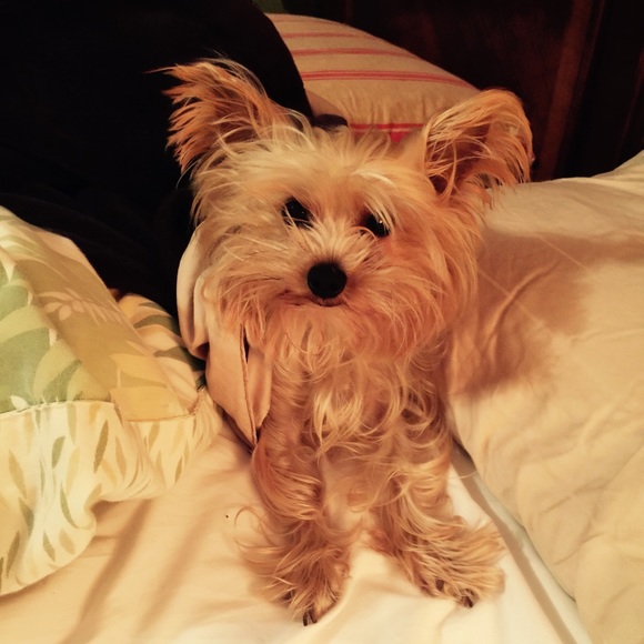 Meet your posher! - Picture 3 of 4