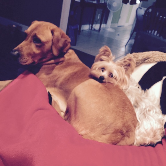 Meet your posher! - Picture 4 of 4