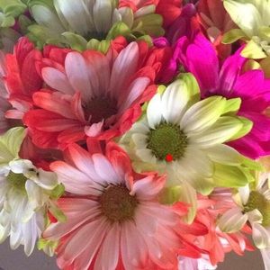 Meet your Posher, Fawn