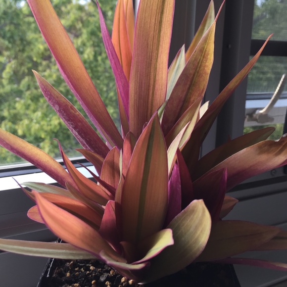 Meet your Posher, Jesse - Picture 1 of 1