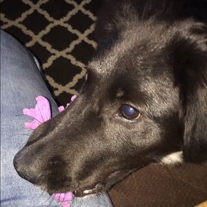 Meet your Posher, Alex