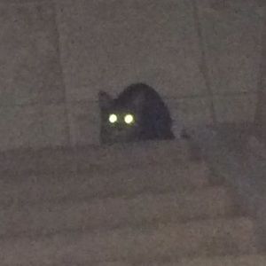 Meet your Posher, Willow