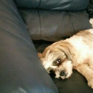 Meet your Posher, Amber