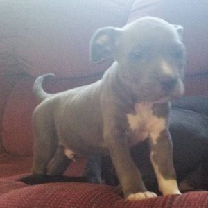 Meet your Posher, Timothy