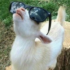 Meet your Posher, Luis