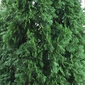 Meet your Posher, Niki