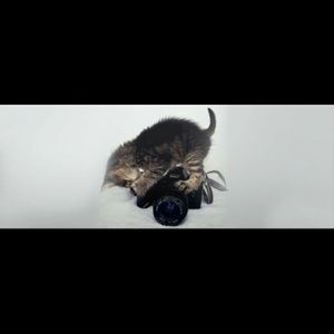 LISTINGS GETTING THROWN OUT 12/31 accepting offers