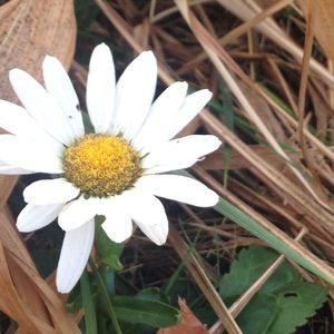 Meet your Posher, Miranda