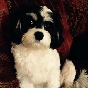 Meet your Posher, Allison