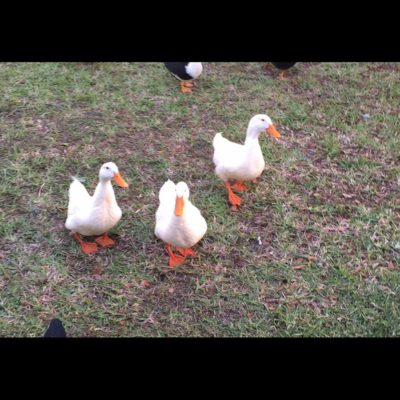 Preferred User, Posh Ambassador, Posh Mentor - Picture 4 of 4