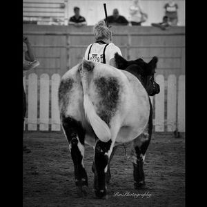 Meet your Posher, Mollie