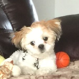 Meet your Posher, Audrey