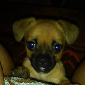 Meet your Posher, Deshonna