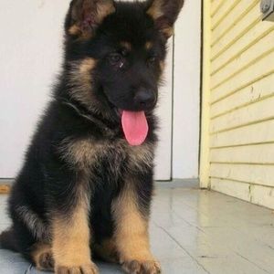 Meet your Posher, Joel