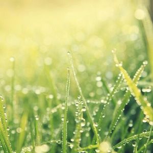 Meet your Posher, Joyce