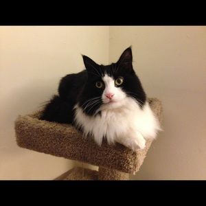 Meet your Posher, Rose