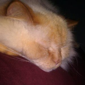 Meet your Posher, Janice