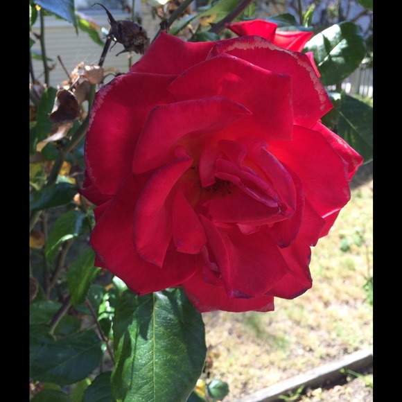 Meet your Posher, Cindy - Picture 1 of 1