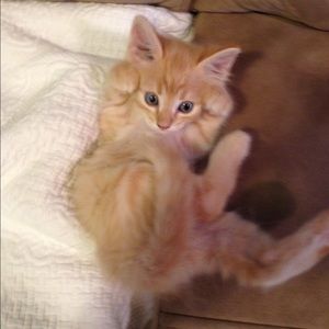 Meet your Posher, Laura