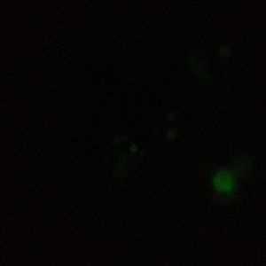 Meet your Posher, Phyllis