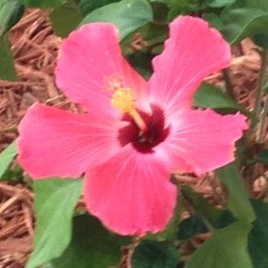 Meet your Posher, Stacey