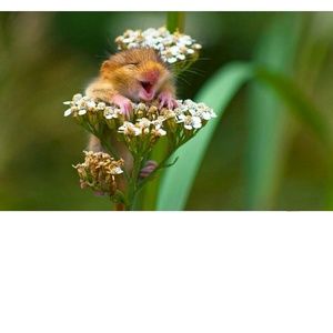 Meet your Posher, Missie