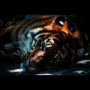 Meet your Posher, Syeda