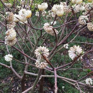 Meet your Posher, Xiao dam