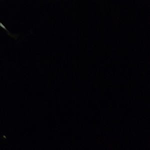 Meet your Posher, Lizzy