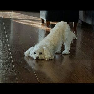 Meet your Posher, Heidi