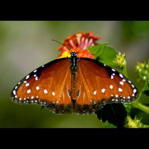 Meet your Posher, Camilla