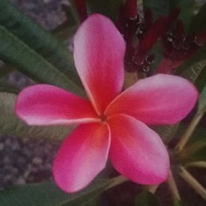 Meet your Posher, Dolores