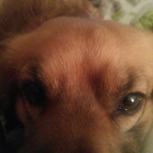 Meet your Posher, Dawn