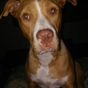 Meet your Posher, Jordan