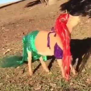 Meet your Posher, Shannon