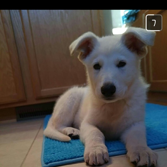 Meet your Posher, Virginia - Picture 1 of 1