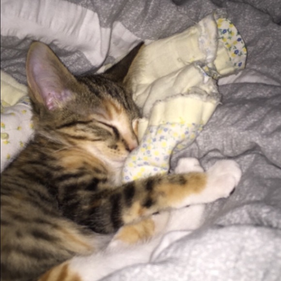 Meet your Posher, Abby