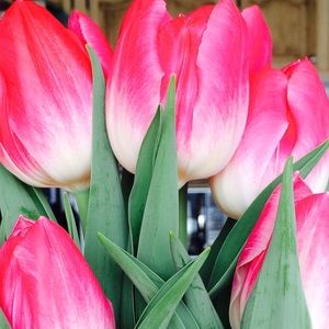 Meet your Posher, Melanie