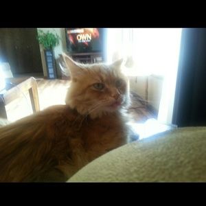 Meet your Posher, Amber