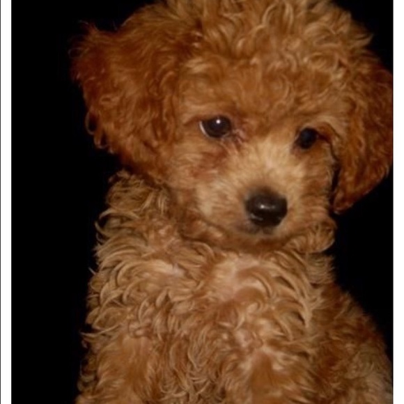 Meet your Posher, Cierra