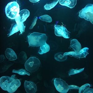 Meet your Posher, Joe