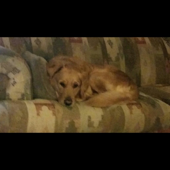 Meet your Posher, Sierra - Picture 1 of 1