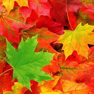 Meet your Posher, Marla