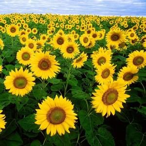 Meet your Posher, Bryan