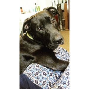 Meet your Posher, Shelby