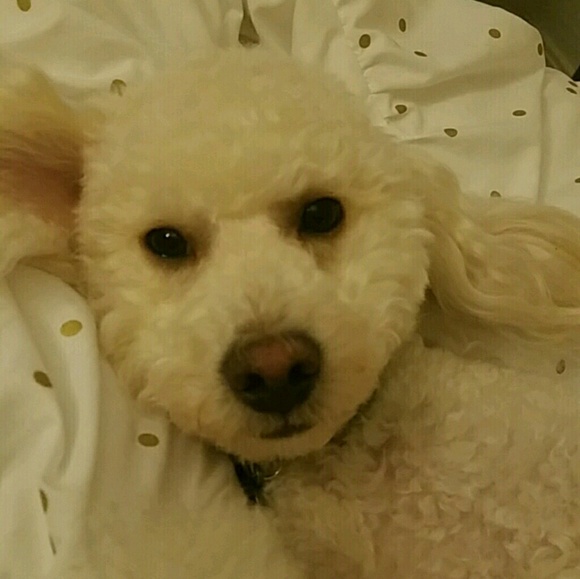 Meet your Posher, Tanya - Picture 6 of 6