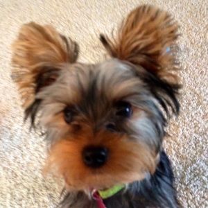 Meet your Posher, Nicolette