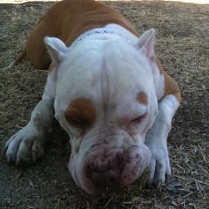 Meet your Posher, George