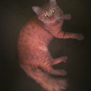 Meet your Posher, Linda