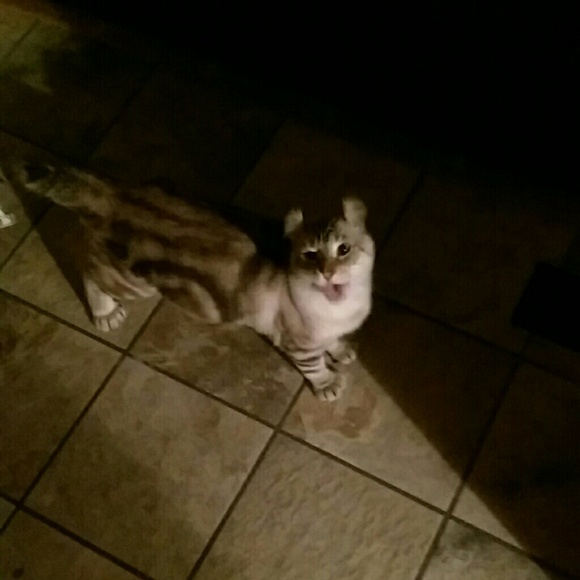 Meet your Posher, Reyna - Picture 1 of 1